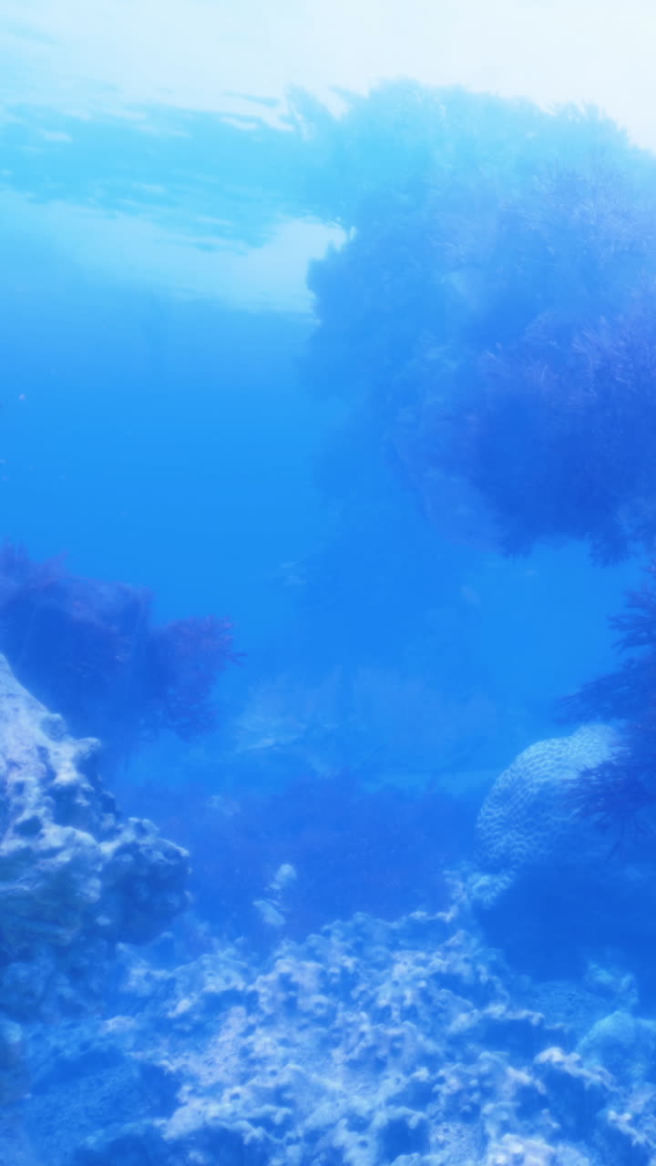Scena subacquea che mostra vita marina vicino al corallo in acqua blu durante il giorno.