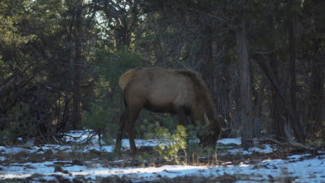 Alces-Salvajes-Vistos-Pastando-En-Un-Suelo-Parcialmente-Congelado-En-El-Campamento-De-Mather