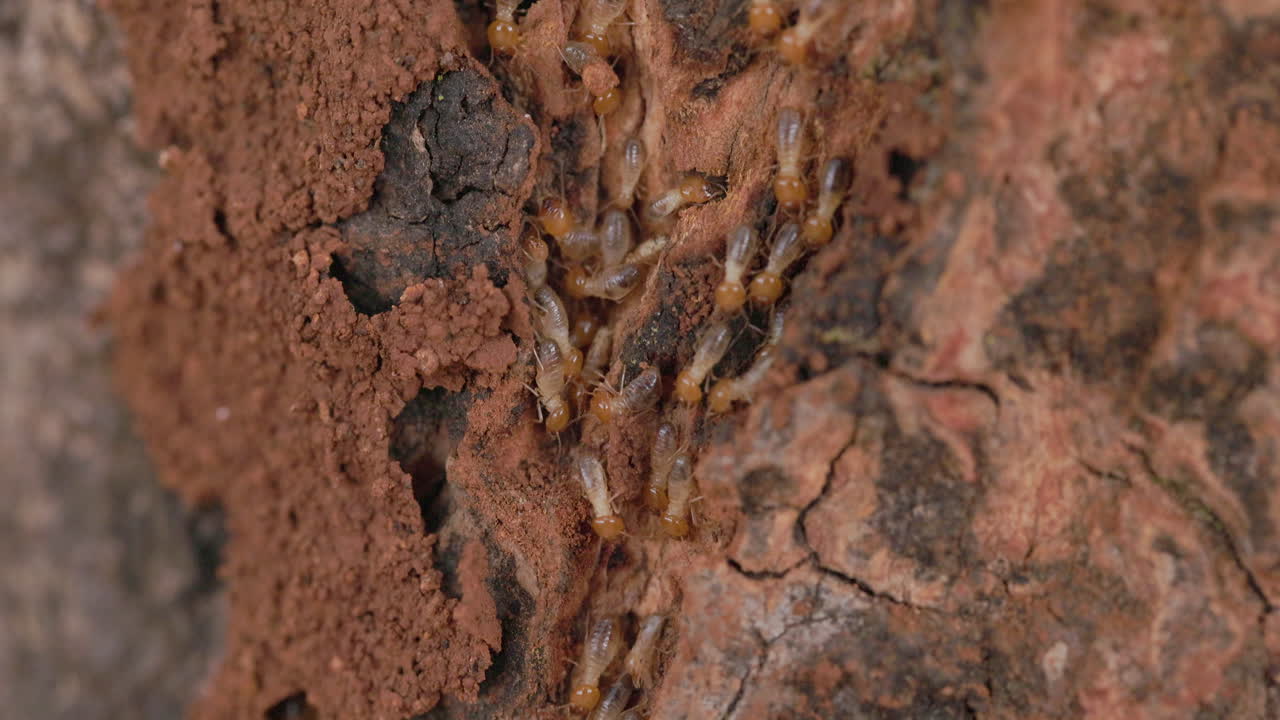 siguiendo el rastro de los trabajadores de las termitas mientras se mueven a lo largo del tronco del árbol construyendo su hogar