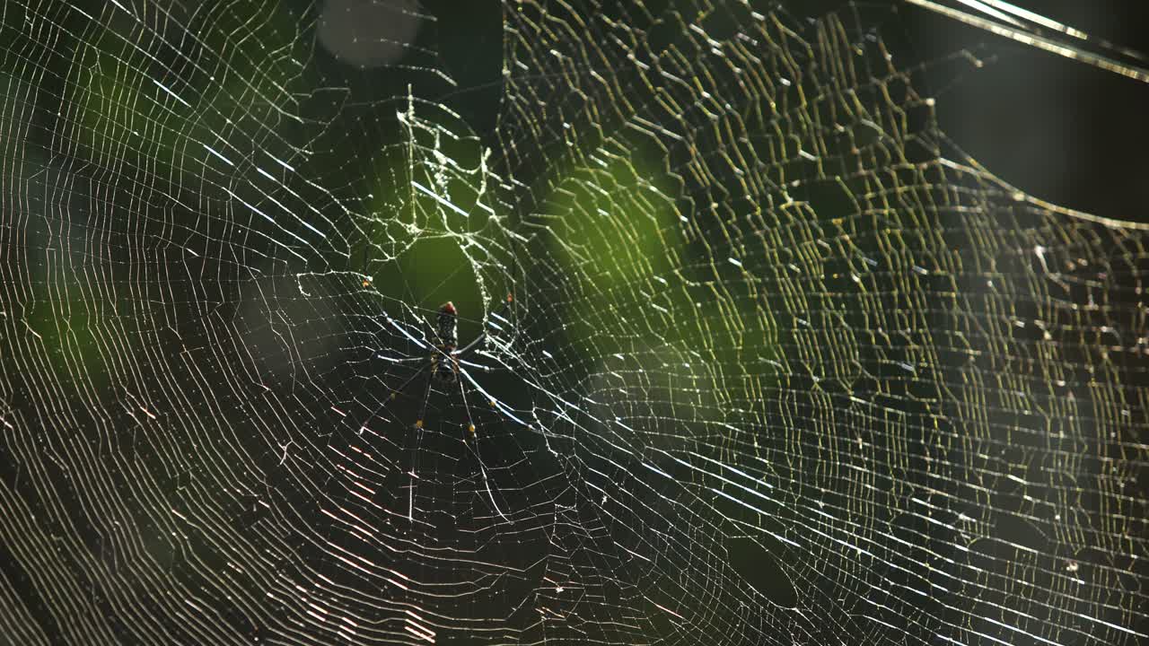 거미는 먹이를 기다리며 그 웹에 앉아 있습니다.