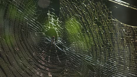 the spider sits on its web waiting for prey