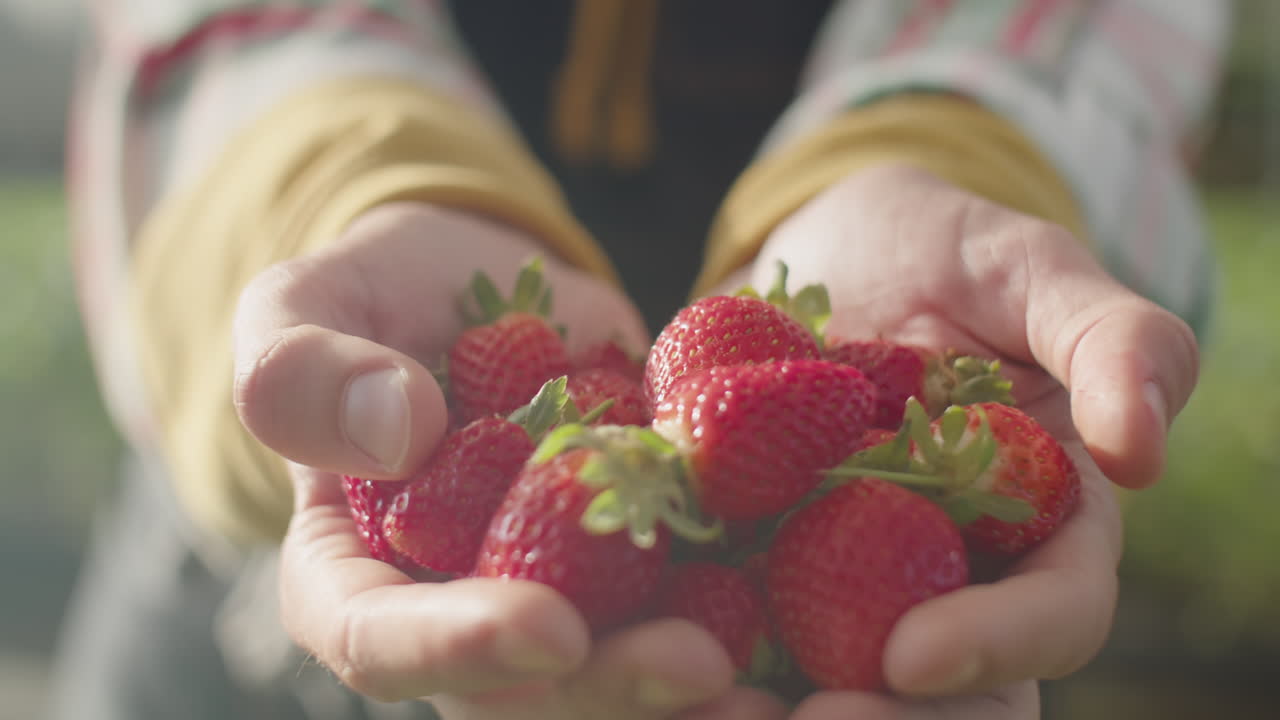 Holding Handful of Freshly Picked Strawberry