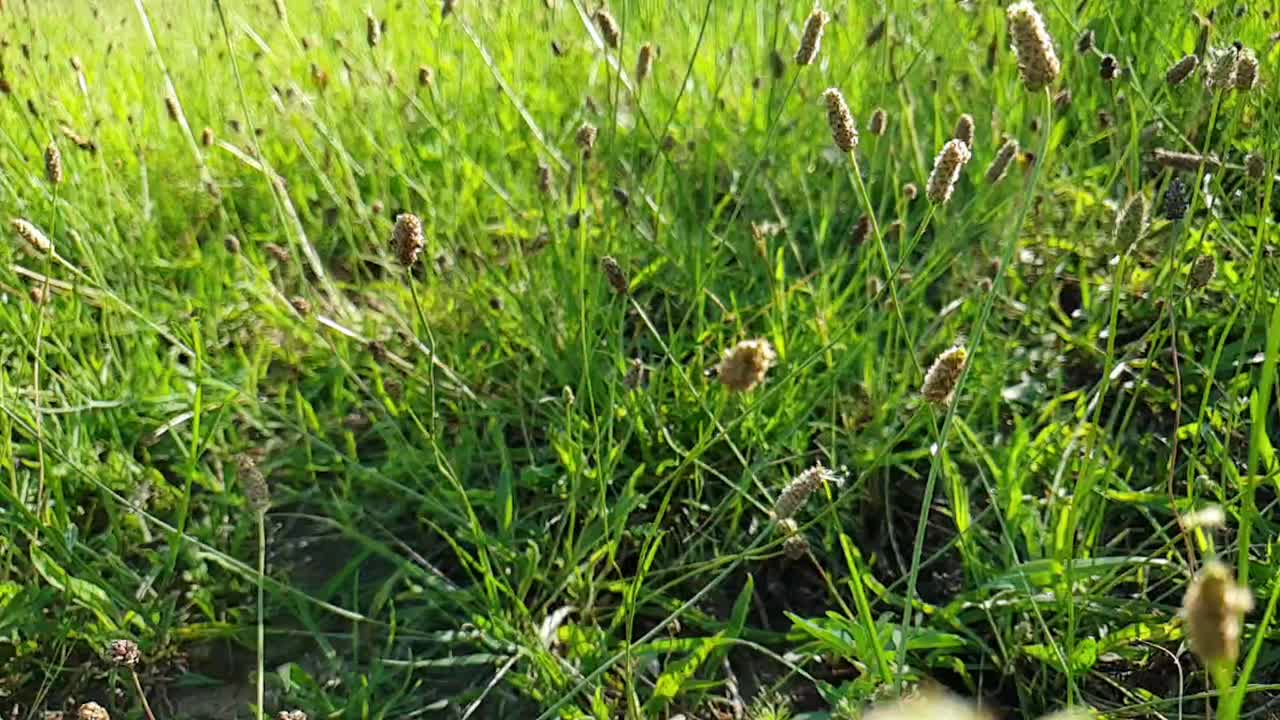 Moving through in slow motion tall emerald green wild flowers, weeds and grass at Camelroc near Lesotho.