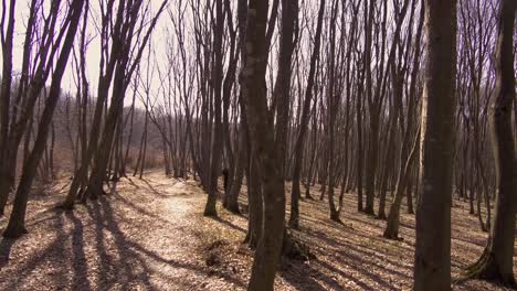 una joven va a dar un paseo por el bosque en un día de otoño