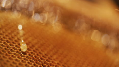 Honey-Dripping-on-the-Honeycomb