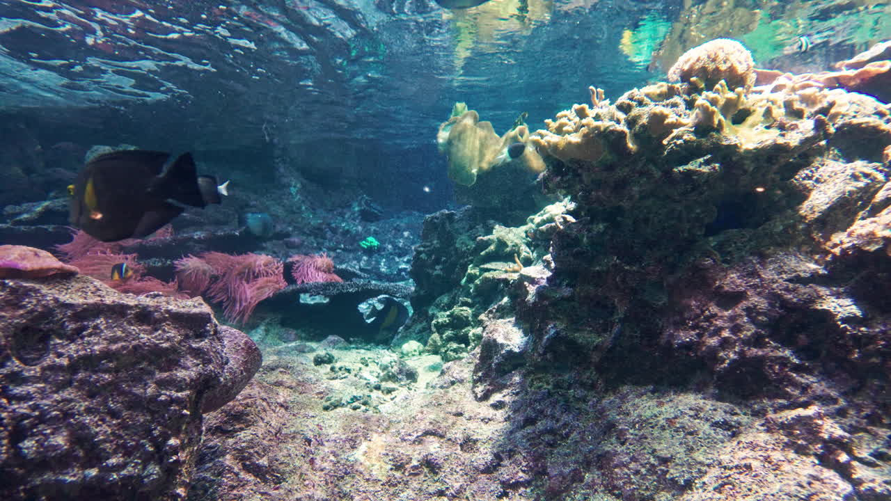 Colorful coral reef scene with fish swimming peacefully underwater