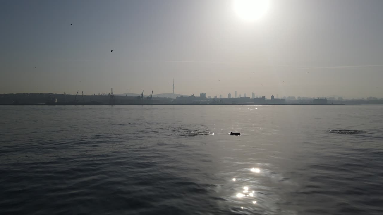 해가 뜨는 데 있는 돌고래 우스쿠다르 이스탄불 터키