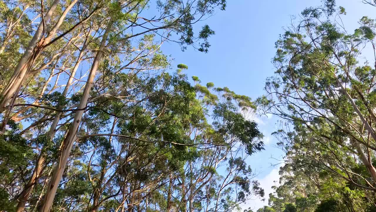 Eucalyptus trees against a clear blue sky