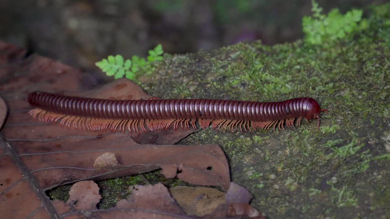 milpiés gigante asiático o milpiés rojo asiático arrastrándose sobre las hojas secas y la roca cubierta de musgo en la selva tropical