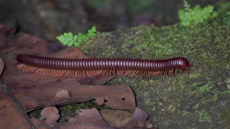 asian giant millipede or asian red millipede crawling on the dry leaves and mossy rock at the tropical rainforest jungle