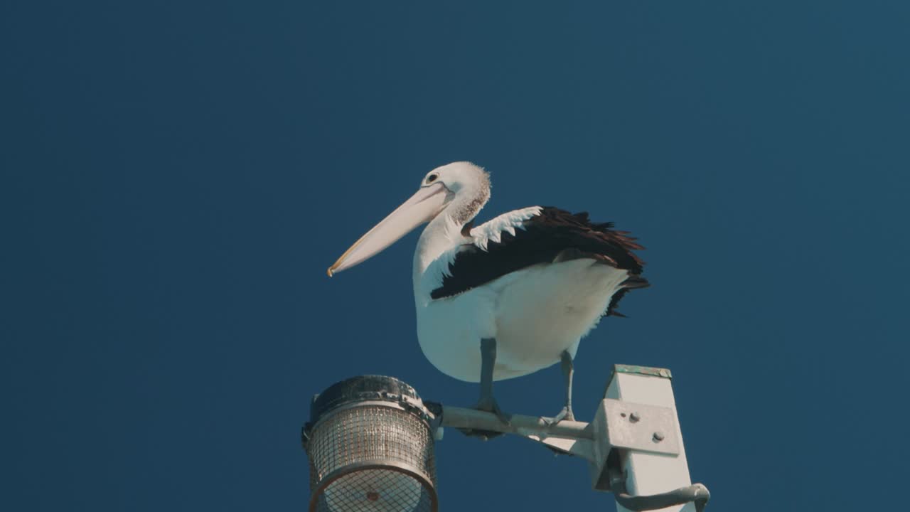 슬로우 모션으로 바람이 부는 조건에서 가벼운 기둥에 앉아 펠리칸