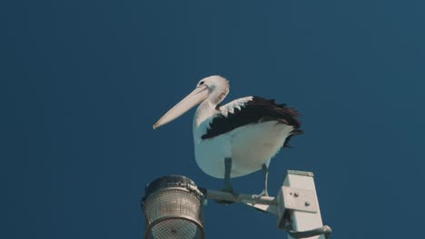 a pelican sitting on a light post in windy conditions in slow motion