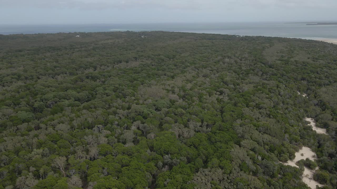 오스트레일리아 퀸즐랜드주 노스 스트래드브로크 섬의 숲 풍경
