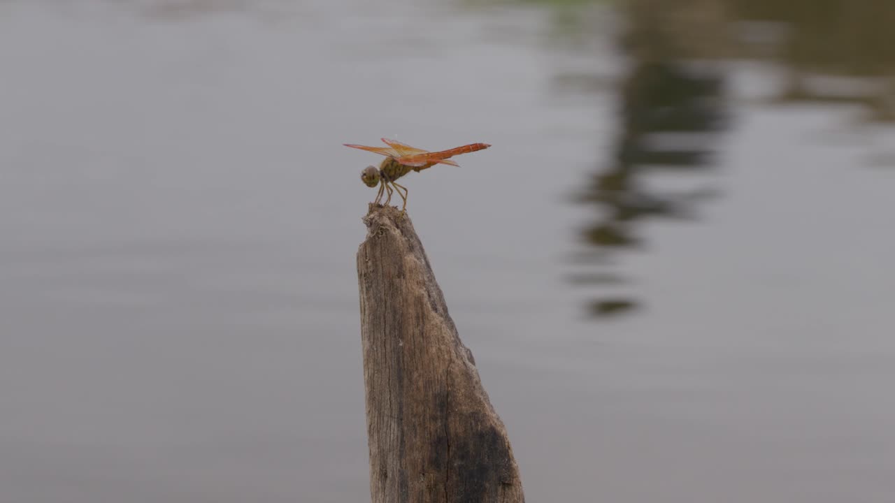 Red Dragonfly Perched on a Wooden Stick Near Water