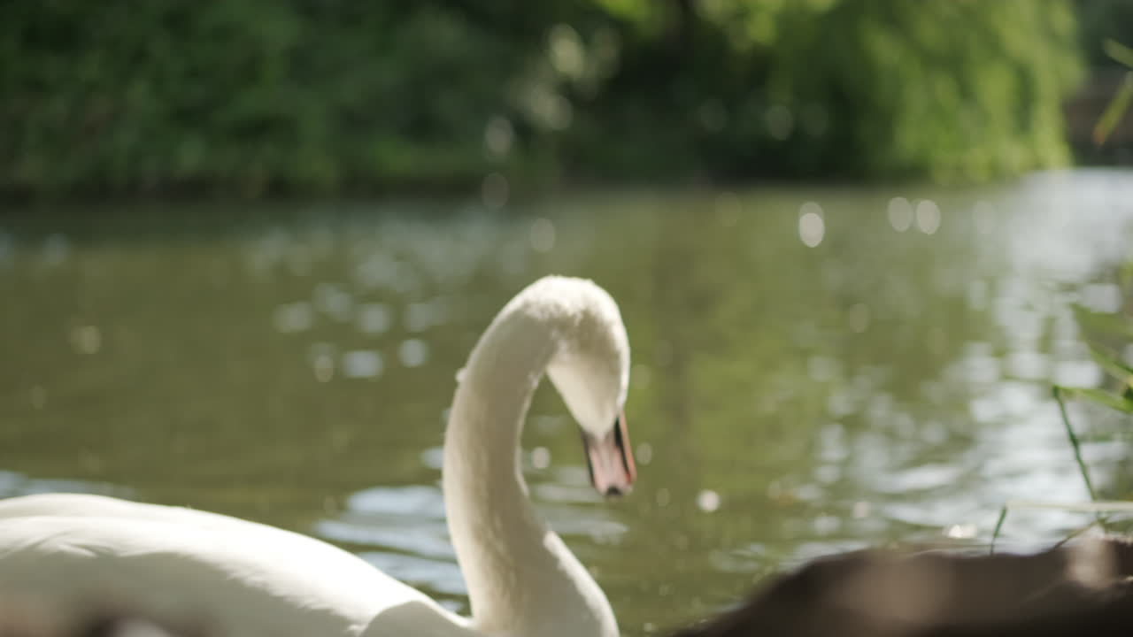 primer plano de un cisne retroiluminado en un