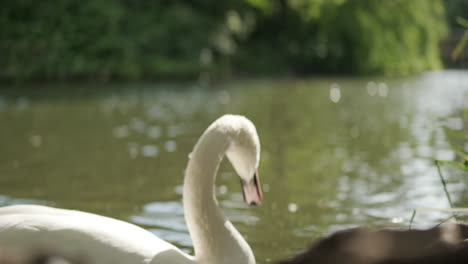 Close-up-of-a-backlit-swan-in-a