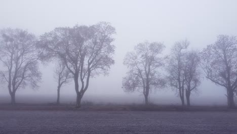 flying parallel to trees growing in line along a dirt road