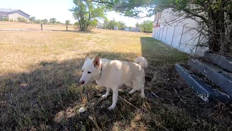 A-older-adult-husky-dog-rolling-around-on-his-back-in-a-backyard-of-a-old-building-during-the-day