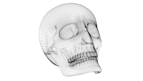 the mesh of the skull. looping footage has 4k resolution.