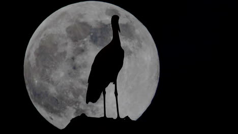 Silhouette-of-stork-on-roof-at-night-in-front-of-moving-bright-full-moon,close-up---time-lapse-animation