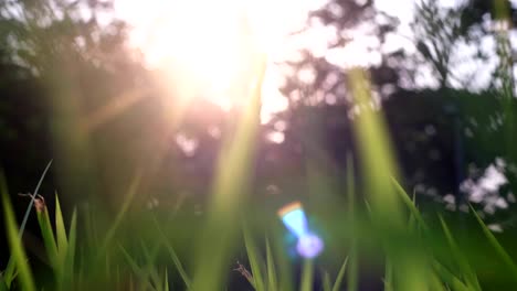 living background of a setting sun in a grassy backyard.