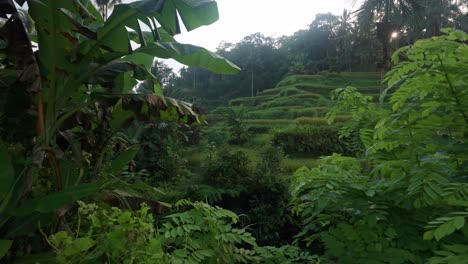 bali tegalalang forward move view recorded by a sony a7iv mirrorless camera with a 16-35 f2.8 gm lens.