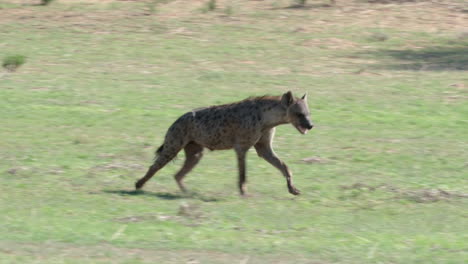 african wild dog running in the savannah