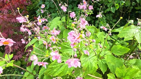 vibrant pink flowers in lush green garden