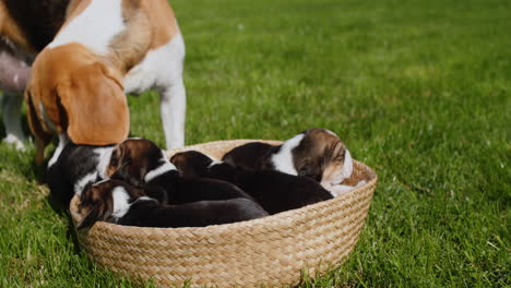 un perro beagle cariñoso lame a sus cachorros.