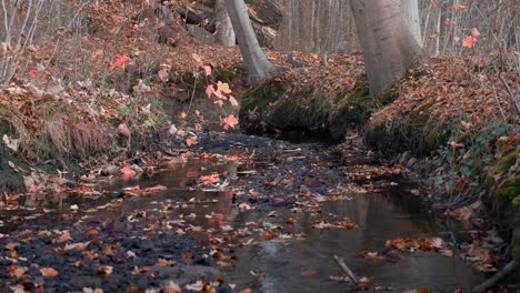 forest river in the fall