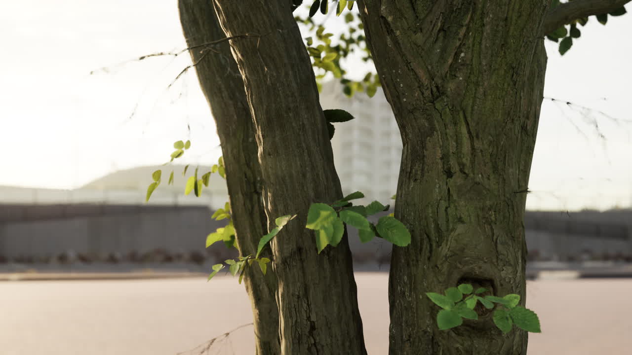 Close-up of Tree Trunks with Green Leaves in Urban Setting