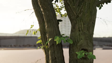 close-up of tree trunks with green leaves in urban setting