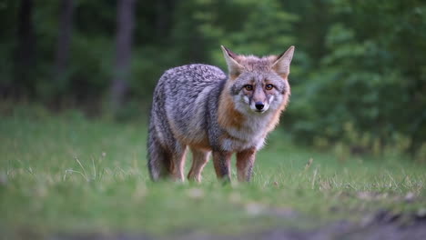 a fox standing in a grassy area with trees in the background