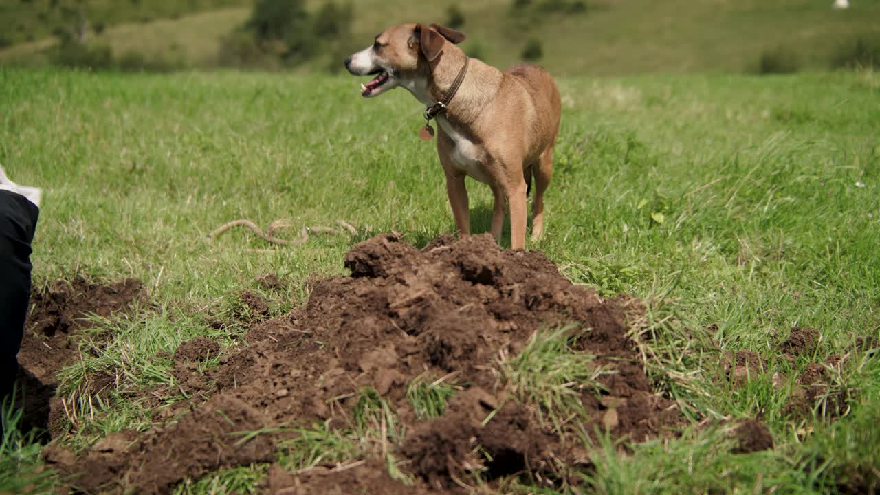 lindo perro parado en un campo verde junto a un montón de tierra excavada en el suelo