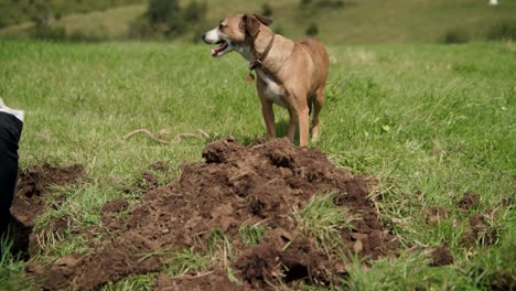 cute dog standing on green field next to pile of earth dug out from ground