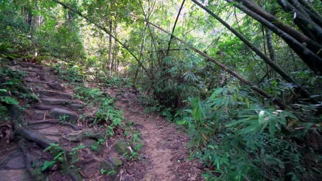 el gimbal se mueve en el camino de senderismo en la jungla con arbusto de bambú