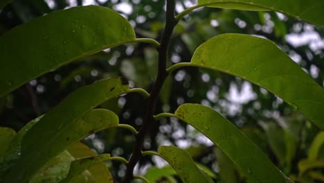 cinematic smooth slow rail shot of rain drops on backlit leaves - jungle foliage filmed in the philippines