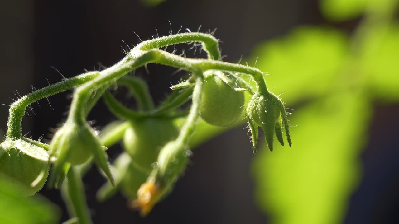 Unripe Green Tomato And Flowers On Blooming Bush. Selective Focus Shot