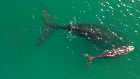 Vista-Aérea-De-Ballena-Franca-Austral-Y-Ternero-Recién-Nacido-En-Bahía-Falsa-En-Fish-Hoek,-Sudáfrica