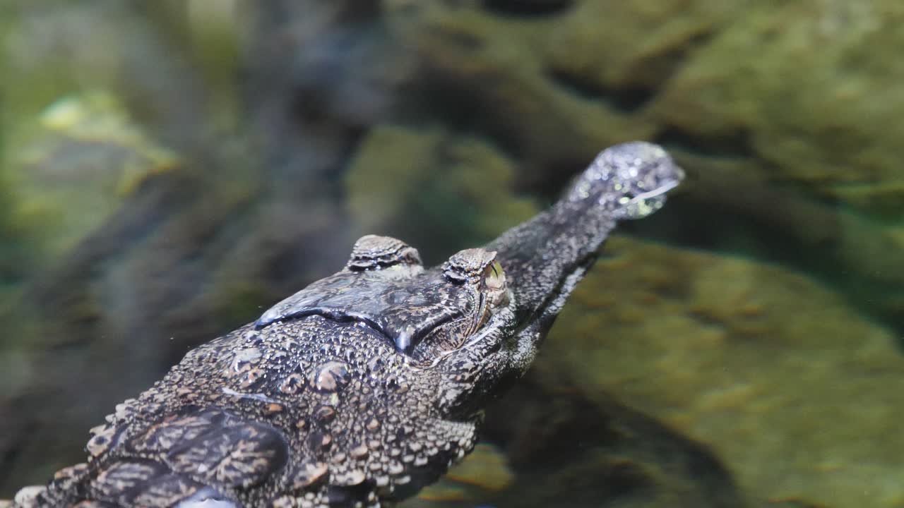 Close up of face a caiman swimming in the water.