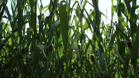 organiczne rośliny kukurydzy o zachodzie słońca, naturalne złote światło słoneczne wśród zielonych liści