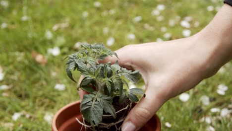 plantar una planta de tomate joven en una vasija de cerámica, primer plano