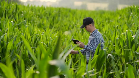 Back-view:-the-Modern-farmer-in-his-shirt-and-baseball-cap-with-tablet-computer-in-the-hands-of-the-hand-touches-the-leaves-of-corn-in-field-at-sunset-by-analyzing-the-state-of-the-harvest-and-health-of-plants.-Modern-agriculture