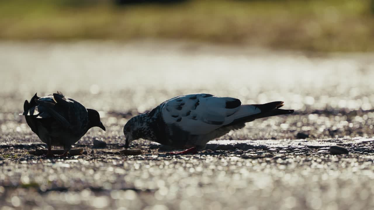 A pigeon feeds on a gravel path illuminated by warm sunlight, with the background softly blurred to emphasize the bird’s detailed plumage and natural behavior