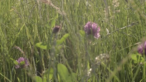 field of clover meadow blows in gentle breeze