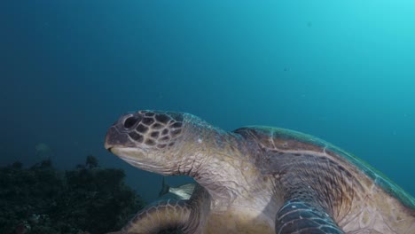 a large green sea turtle balancing on a rock underwater as it lifts its sleepy head before slowly moving down. close-up wide view