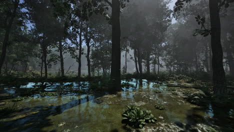 rays of light falling through the mist and trees in the swamp