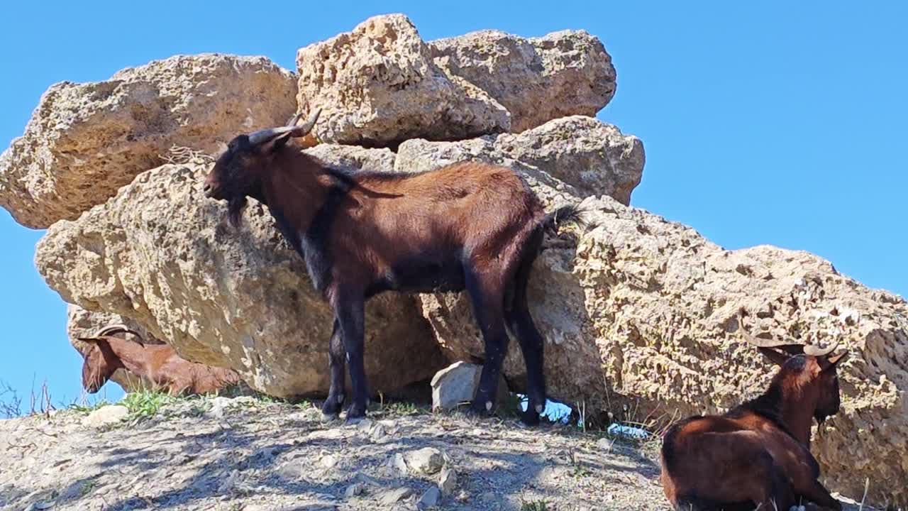 cabra macho mallorquina con grandes cuernos