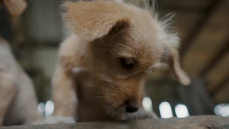 Close-Up-Portrait-Of-Poogle-Puppies-On-The-Local-Village-In-Ecuador