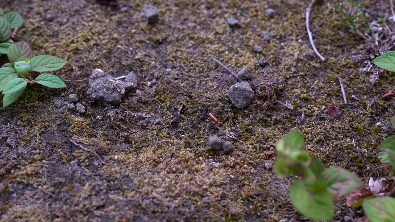 지상에서 벌레를 죽이는 여러 개미 - 정적 샷을 닫습니다.